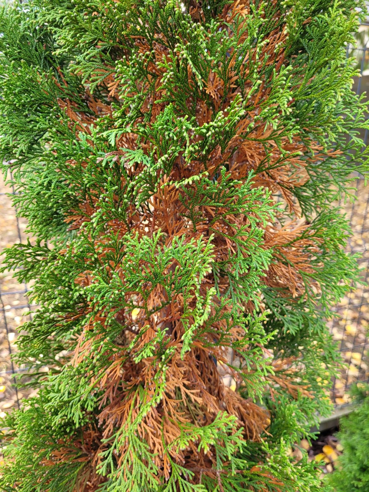 choroby-tuj-przyklad.